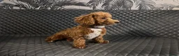 Toy Poodle dogs for sale: Toy Poodle - Advert 2