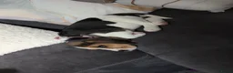 Beagle dogs for sale: Beagle called Ava - Advert 8