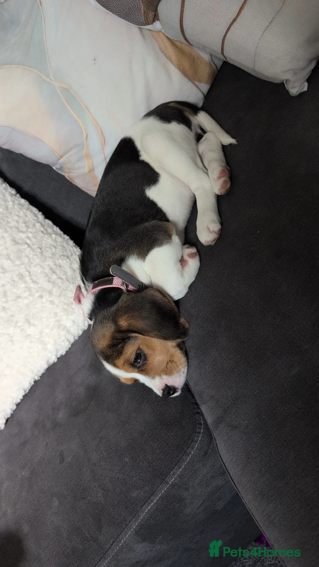 Beagle dogs for sale: Beagle called Ava - Advert 8