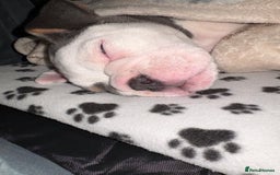 English Bulldog dogs for sale: 8 week old beautiful English Bulldog - Advert 10