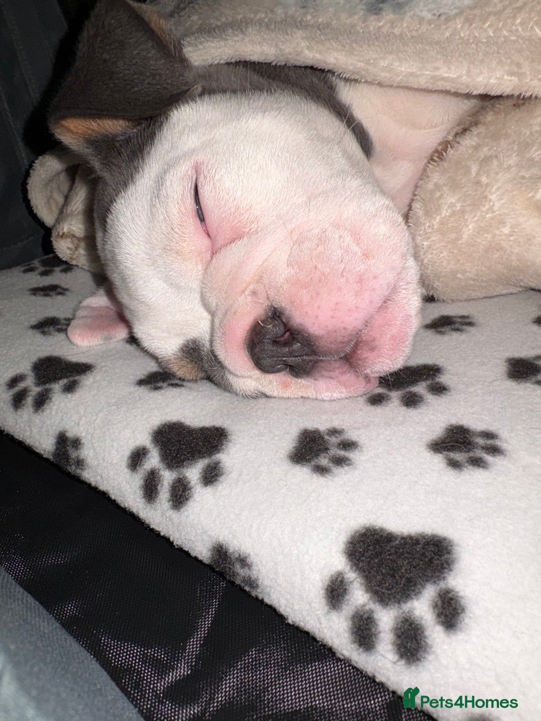 English Bulldog dogs for sale: 8 week old beautiful English Bulldog - Advert 10