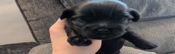 Mixed Breed dogs for sale: Beautiful Shi Tzu Puppies for sale.  - Advert 9