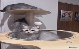 British Shorthair cats for sale: Reduced price! 1 BSH pedigree ready to leave now - Image 8