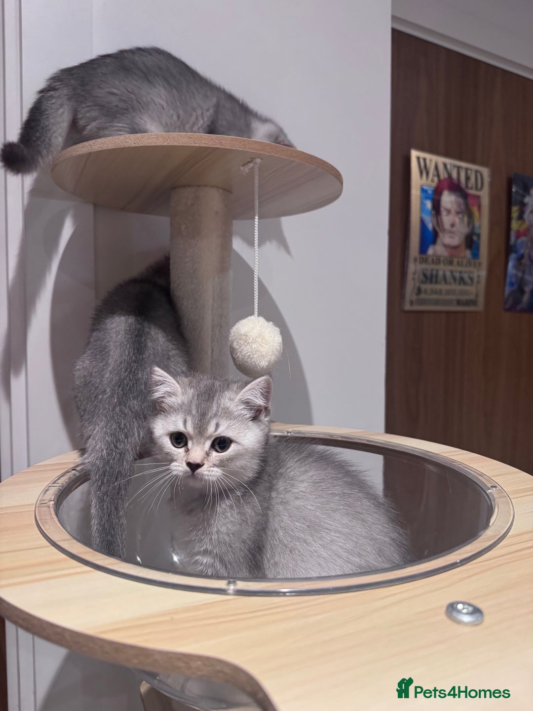 British Shorthair cats for sale: Reduced price! 1 BSH pedigree ready to leave now - Image 8