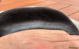 Rex rabbits for sale: Stunning Purebred Black Otter & Cinammon mini rex  - Image 3