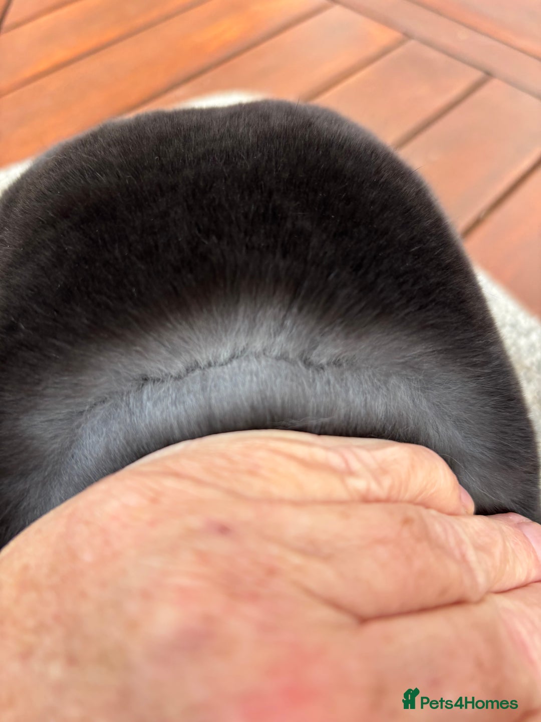 Rex rabbits for sale: Stunning Purebred Black Otter & Cinammon mini rex  - Image 3