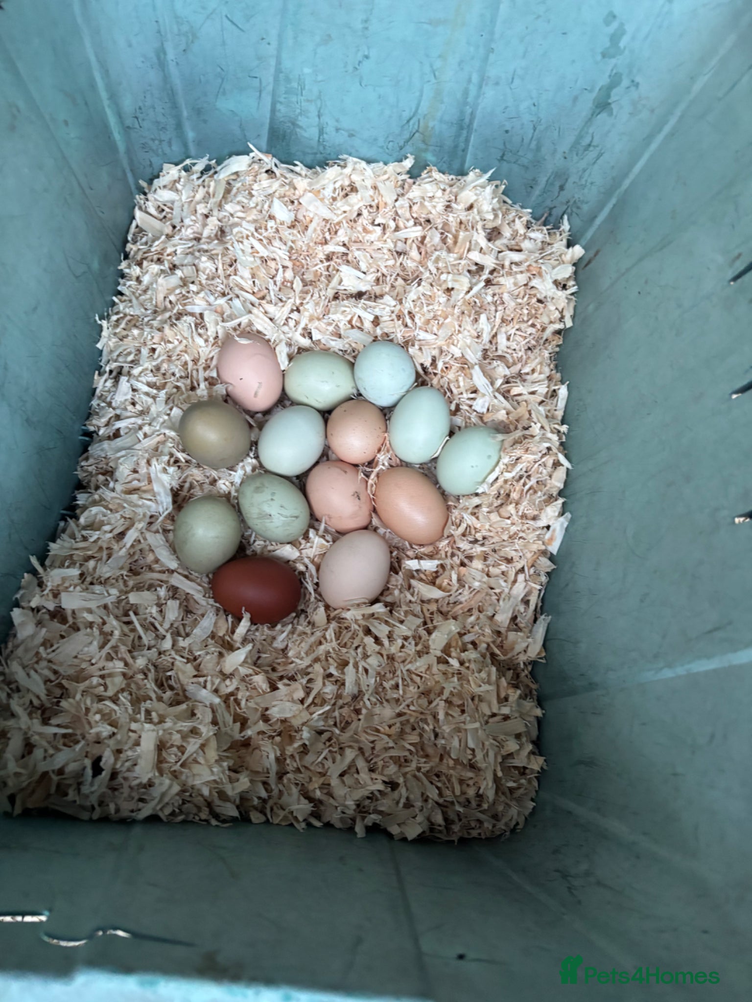 Chickens poultry Pure breed cream legbar and others available  - Advert 2