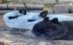 Netherland Dwarf rabbits for sale: Real Netherland Dwarf High Quality Babies  - Image 6