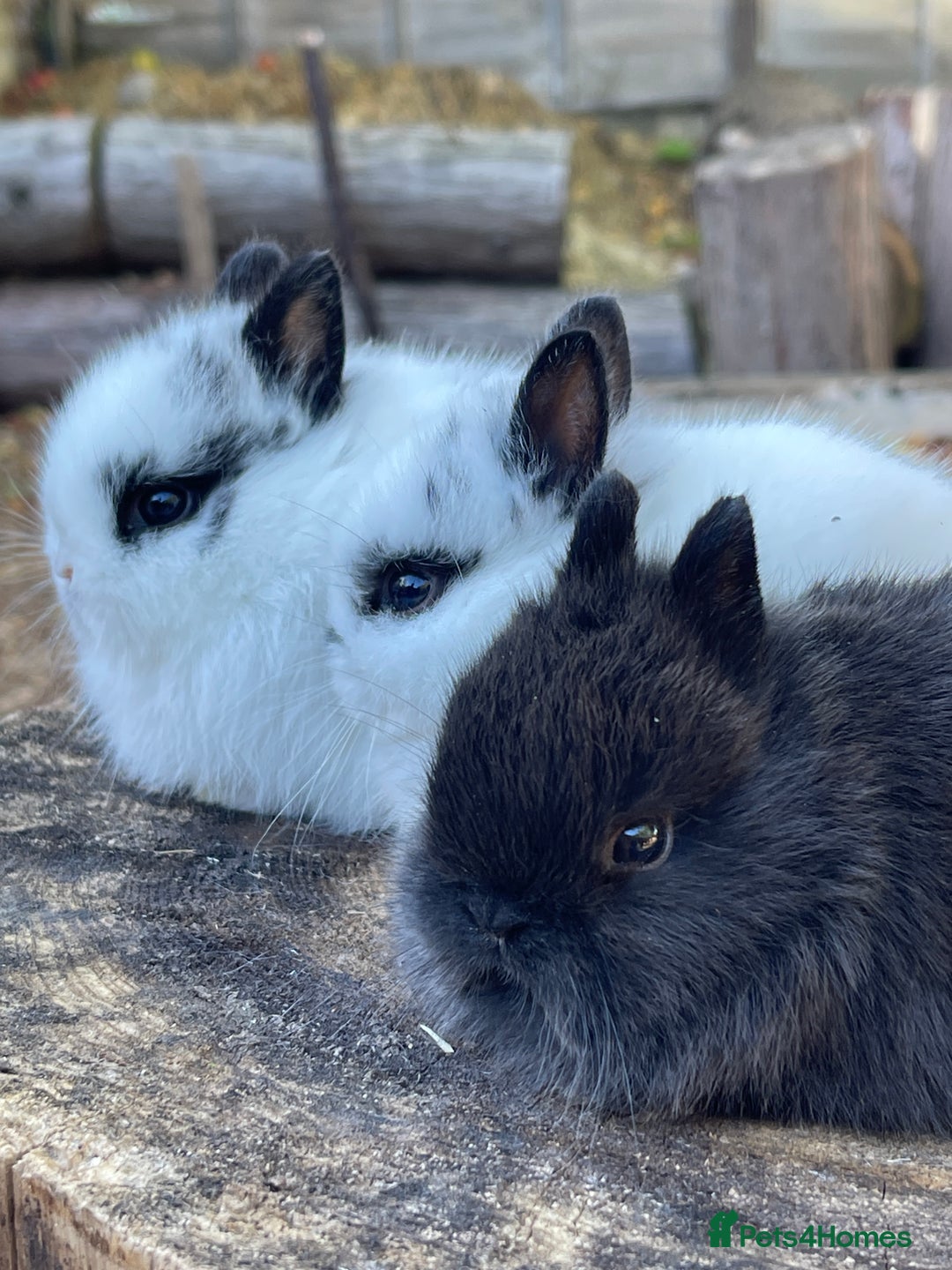 Netherland Dwarf rabbits for sale: Real Netherland Dwarf High Quality Babies  - Image 6
