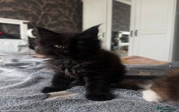 Maine Coon cats for sale: 1 BLACK SMOKE BOY 1 TORTIE GIRL MAINE COON KITTENS - Image 10