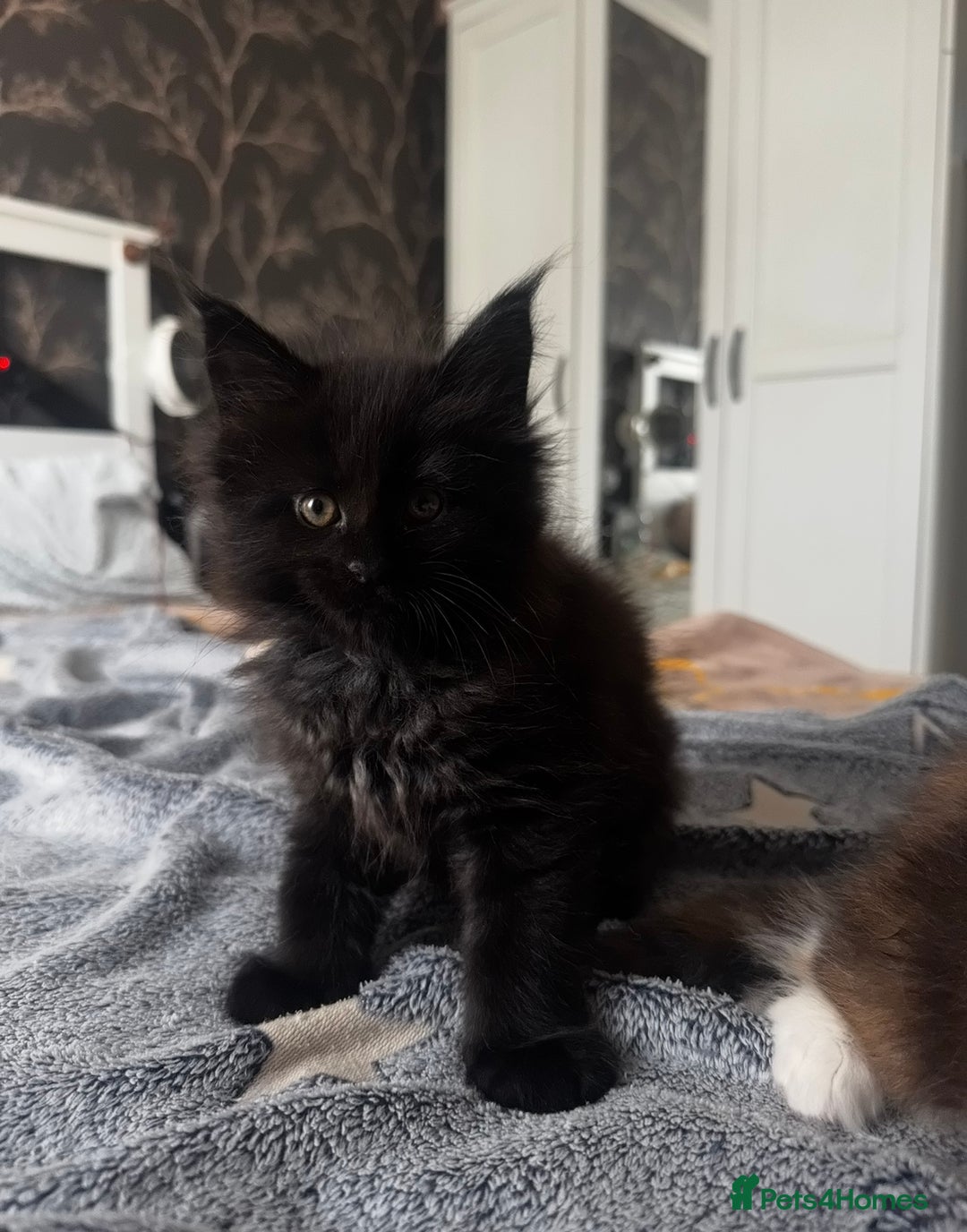 Maine Coon cats for sale: 1 BLACK SMOKE BOY 1 TORTIE GIRL MAINE COON KITTENS - Image 10