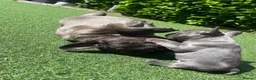 French Bulldog dogs for sale: *NOW REDUCED*KC registered French bulldog puppies  - Advert 27