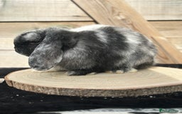 Mini Lop rabbits for sale: Mini lop doe - Image 2