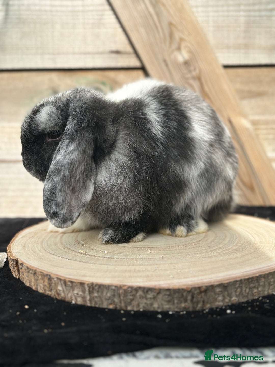 Mini Lop rabbits for sale: Mini lop doe - Image 2