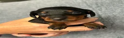 Dachshund dogs for sale: Beautiful litter of standard Dachshund  - Advert 11