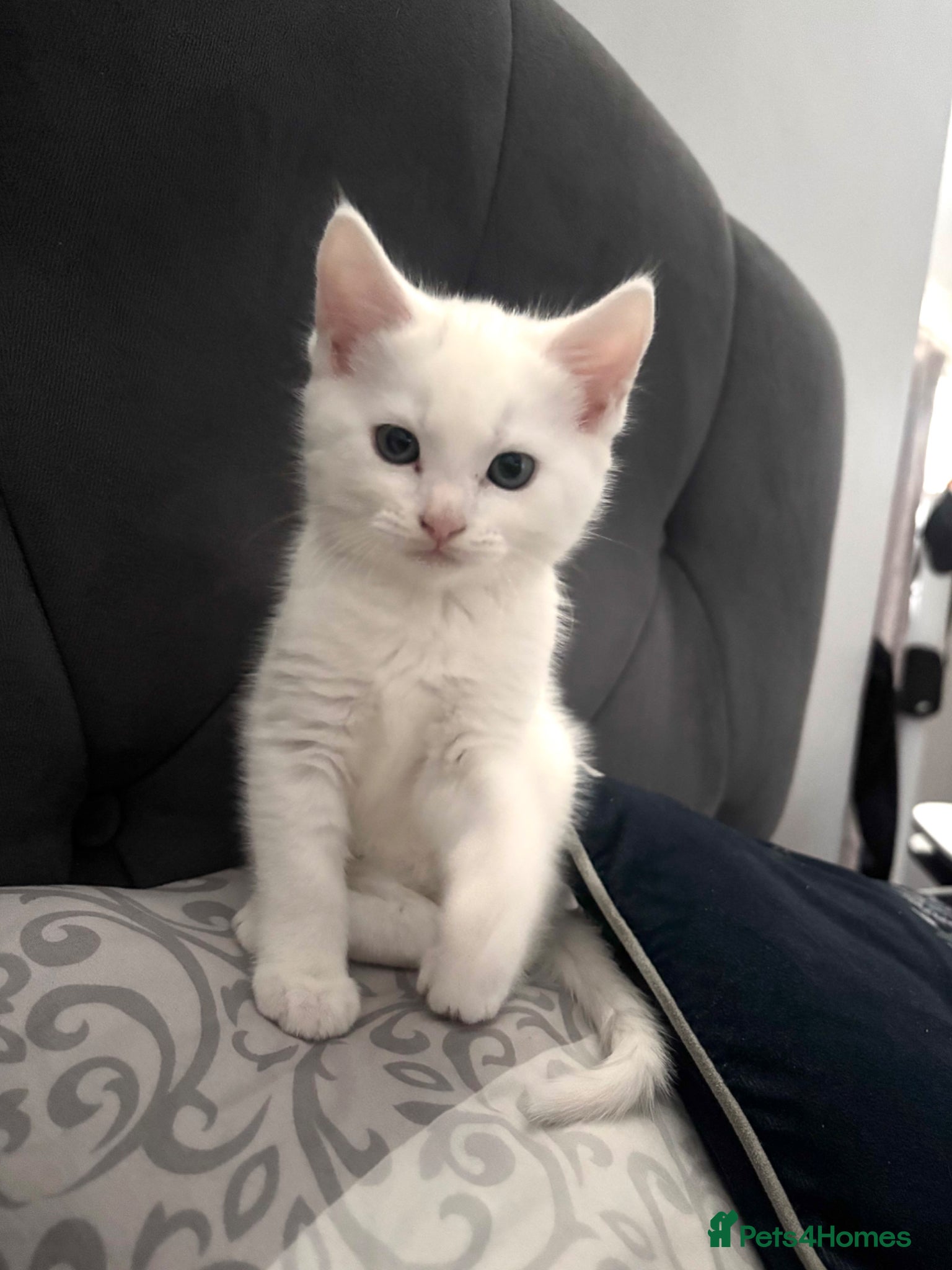 Turkish Angora cats ONE KITTEN BOY LEFT💙 READY NOW - Advert 1