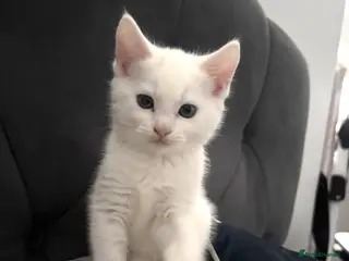 Turkish Angora cats ONE KITTEN BOY LEFT💙 READY NOW - Advert 18