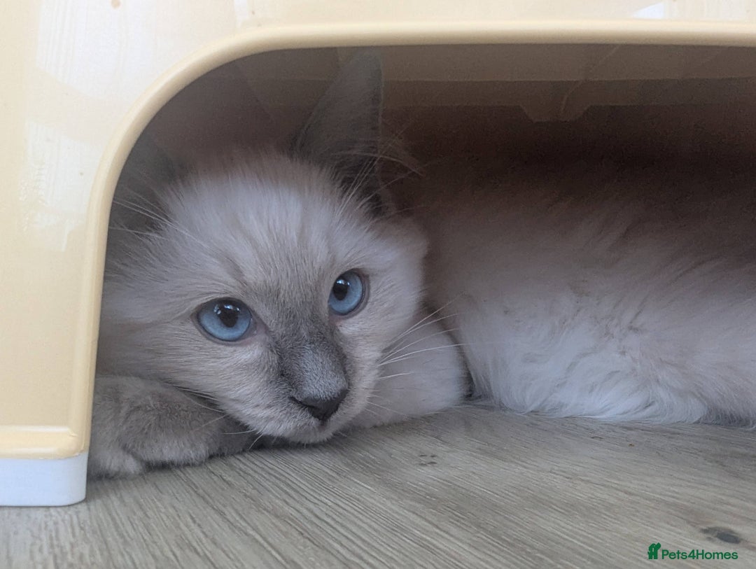 Ragdoll cats for sale: Male Ragdoll Seeks Loving Home💙 - Image 16