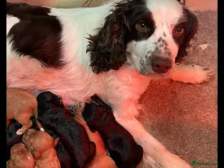 Cockapoo dogs QUALITY COCKERPOO PUPS .HEALTH TESTED 5 star - Advert 1