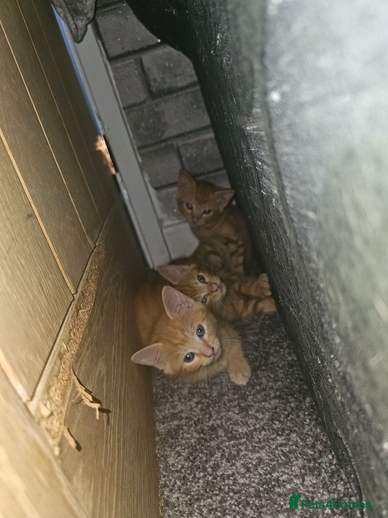 Mixed Breed cats 4 beautiful kittens left ready now !!!  - Advert 1