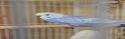Budgerigars birds for sale: Baby Boy Rainbow Budgie - Advert 3