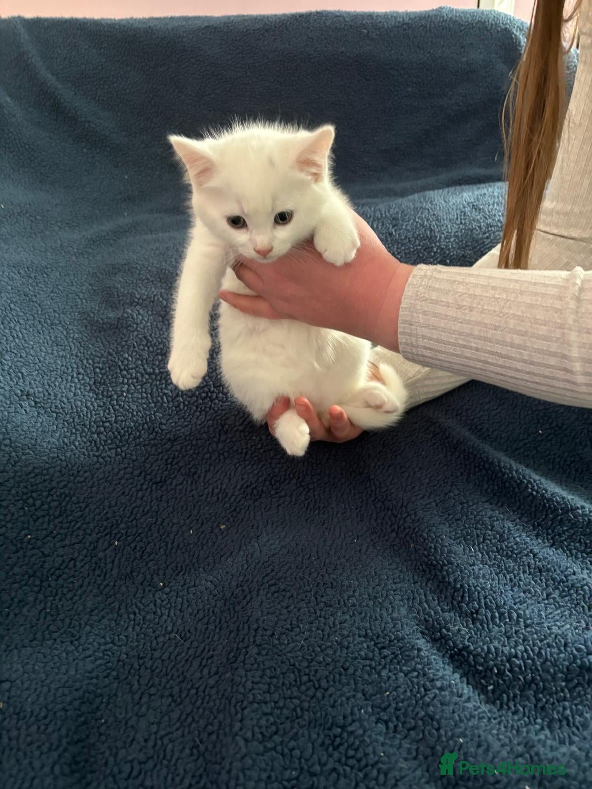 Domestic Shorthair cats 5 beautiful kittens - Advert 1