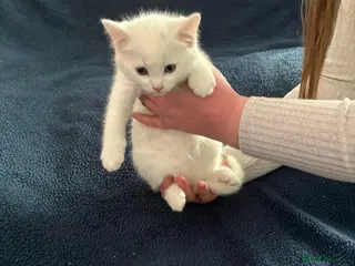 Domestic Shorthair cats 5 beautiful kittens - Advert 1