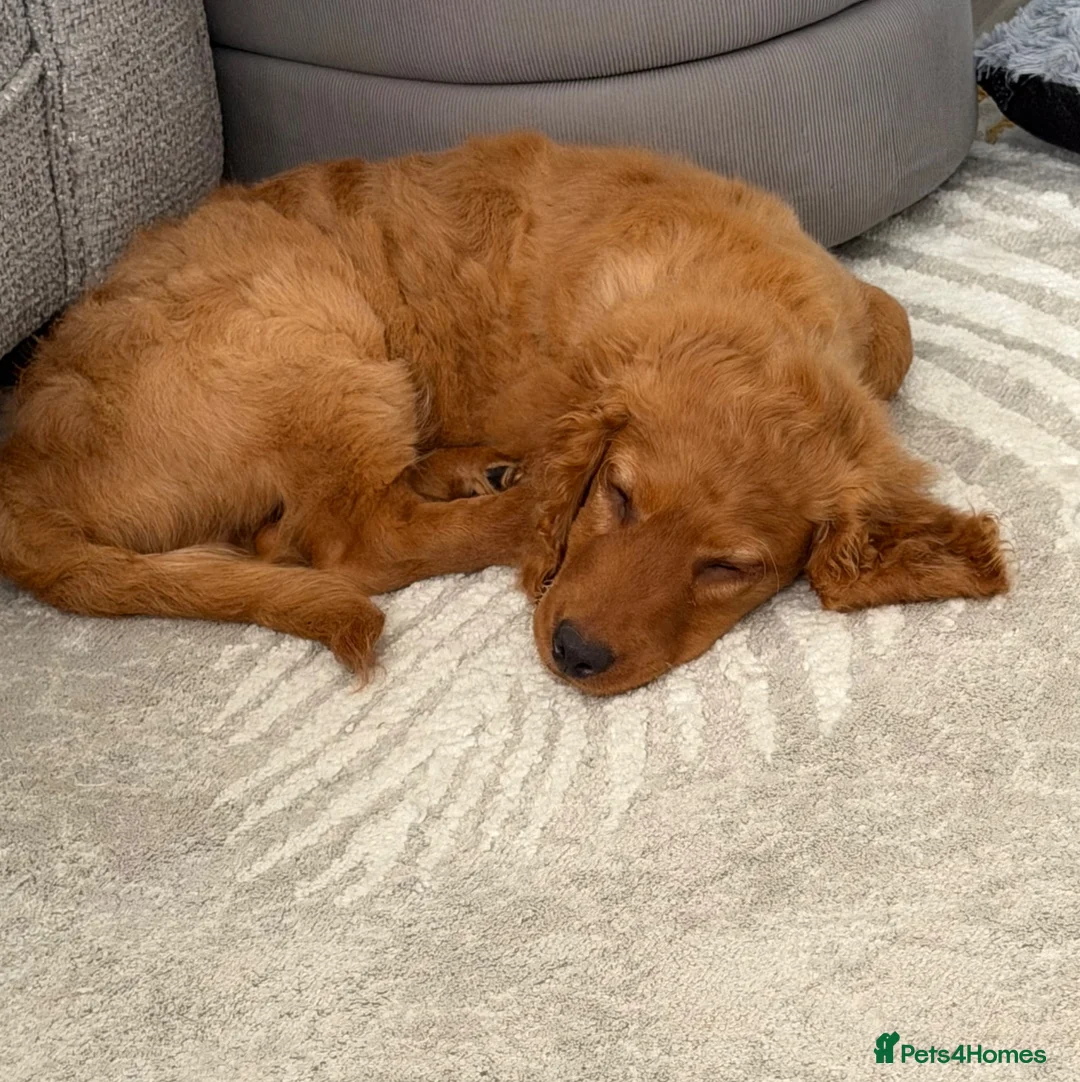 Mixed Breed dogs for sale: 12 week puppy in Clacton-on-Sea - Advert 2