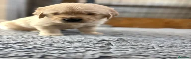 Green collar