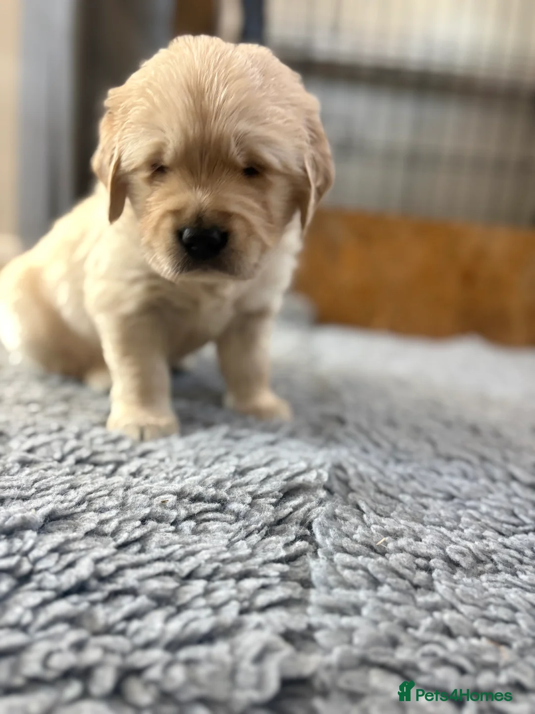 Golden Retriever dogs for sale: Golden Retiever puppies  - Advert 2