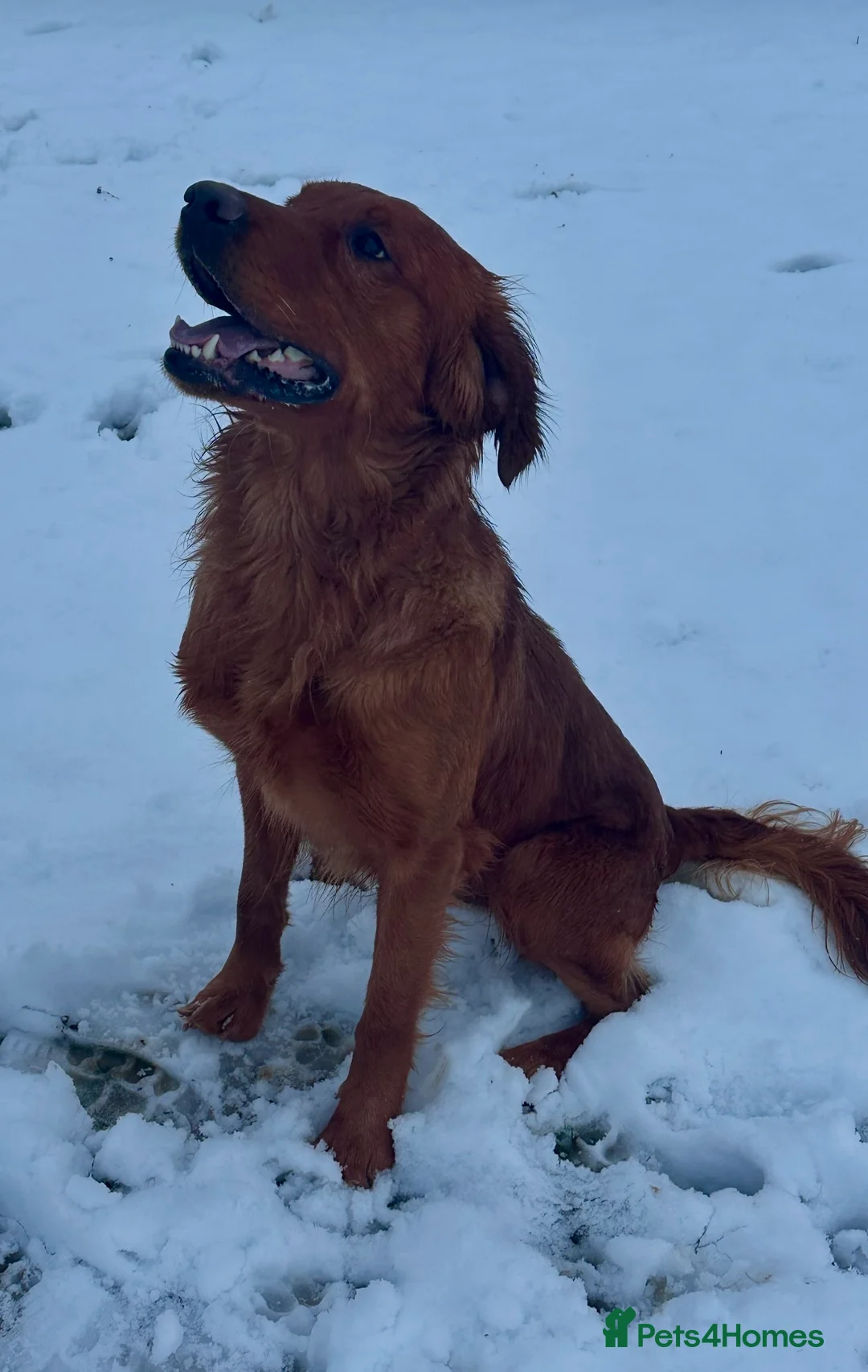 Golden Retriever dogs for stud: 💙 Tweed fully health tested golden retriever 💙 in Doncaster - Advert 7