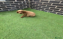Labradoodle dogs for sale: Labradoodle  - Image 8