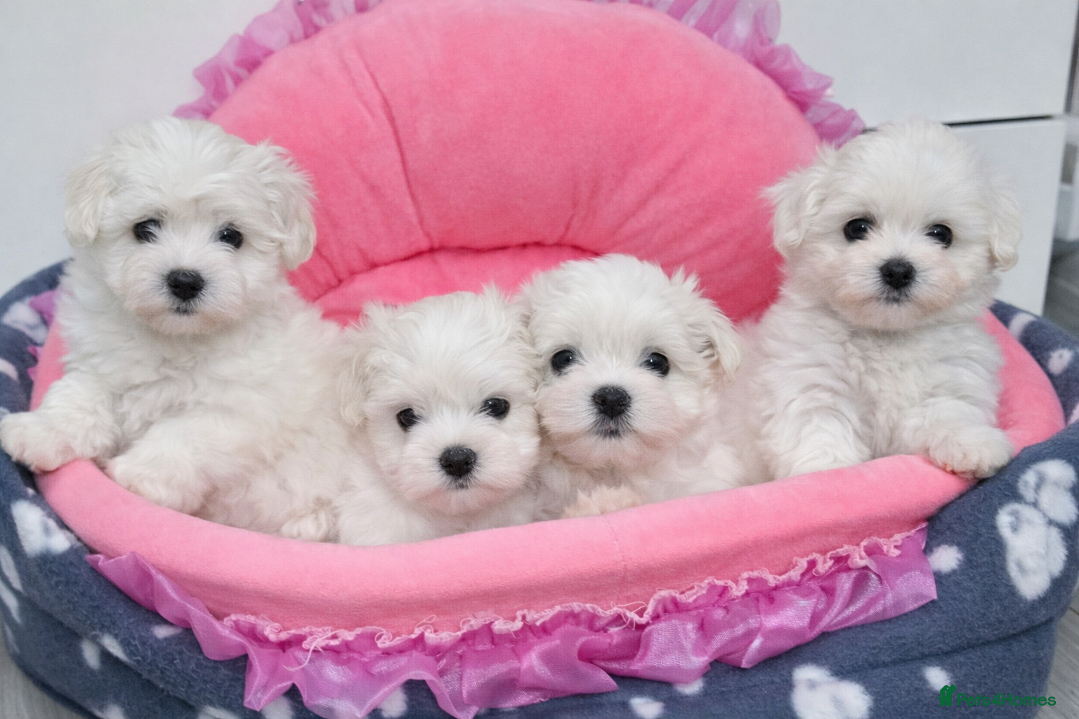 Maltese dogs Adorable Maltese Puppies- Ready Now  - Advert 13