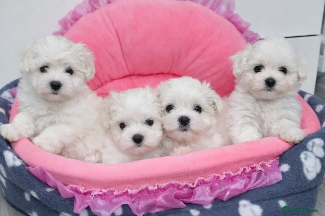 Maltese dogs for sale: Adorable Maltese Puppies- Ready Now  - Advert 1