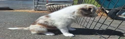 Border Collie dogs for sale: Beautiful fluffy Collie Pups for Sale - Advert 28