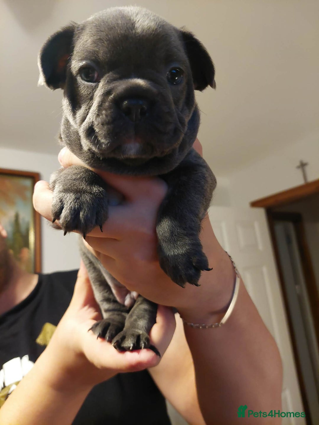 French Bulldog dogs for sale: Beautiful KC registered French Bulldog Puppies - Advert 21