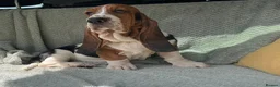 Basset Hound dogs for sale: Beautiful Basset Hound Puppies - Advert 4