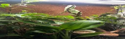 Chameleon reptiles for sale: Male Yemen Veiled Chameleon - Advert 3