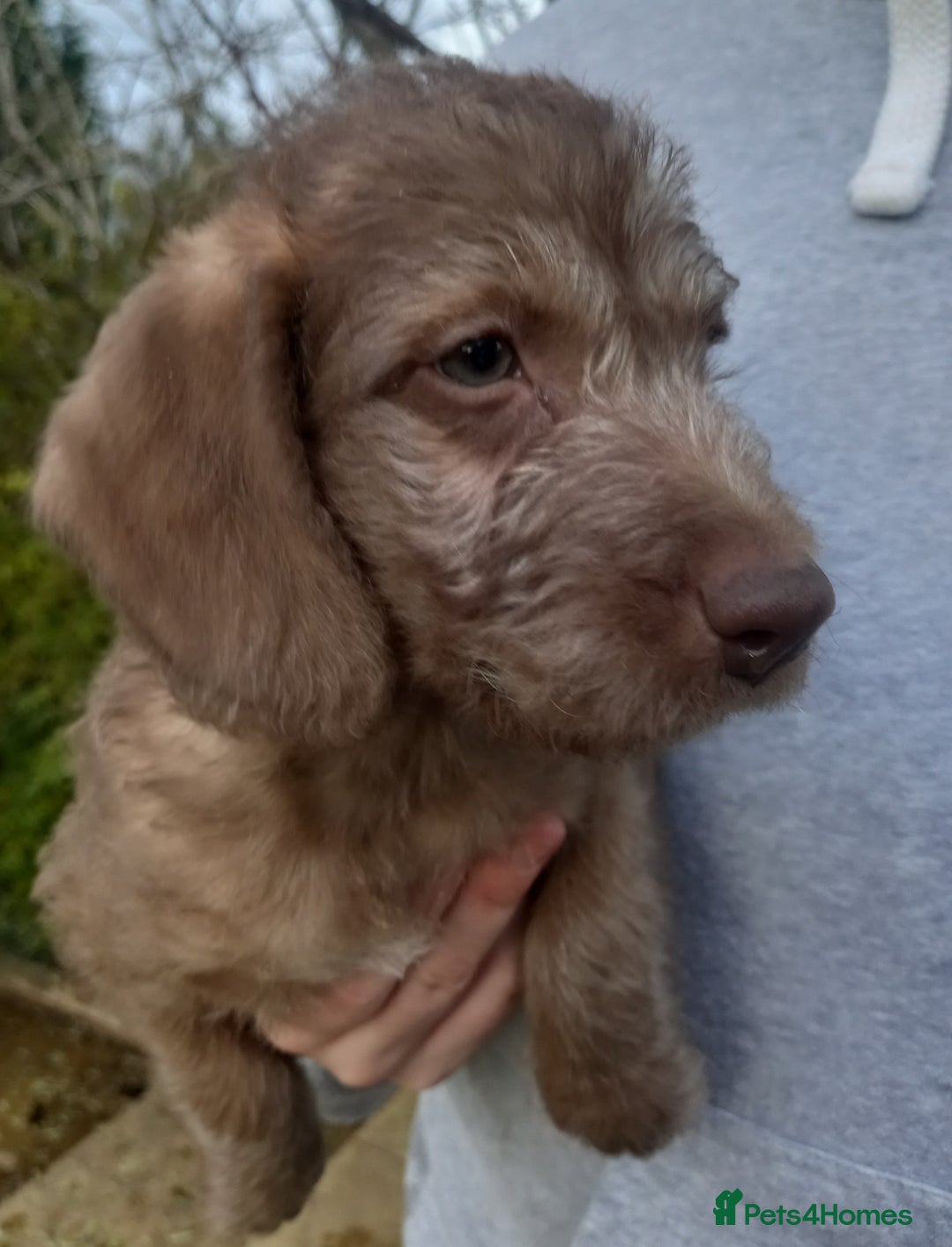 Bedlington Terrier dogs for sale: 7/8 Bedlington 1/8 whippet puppies  - Advert 8