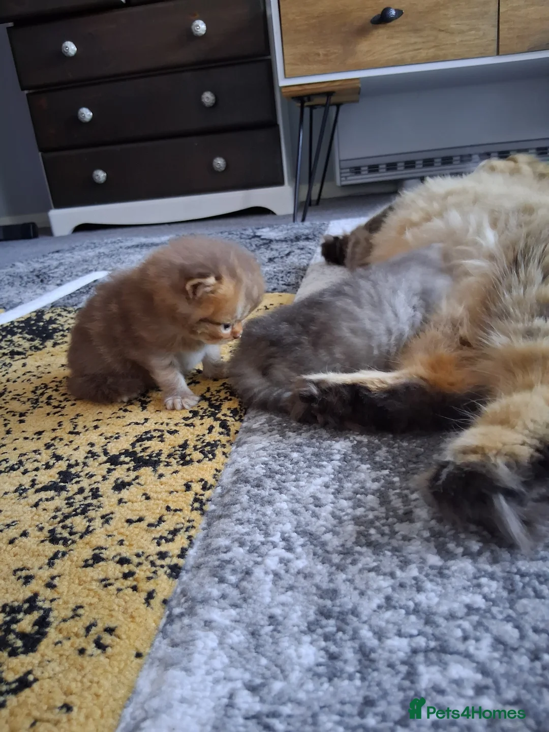 Persian cats for sale: PURE PERSIAN SILVER TIPPED BOY - Advert 2