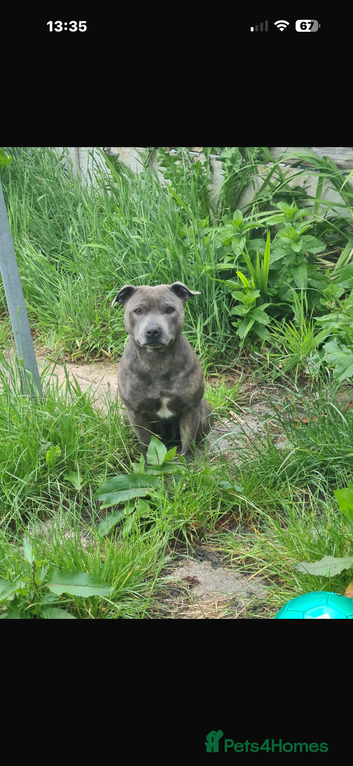 Staffordshire Bull Terrier dogs Blue staffy female - Advert 2