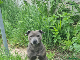 Staffordshire Bull Terrier dogs Blue staffy female - Advert 18