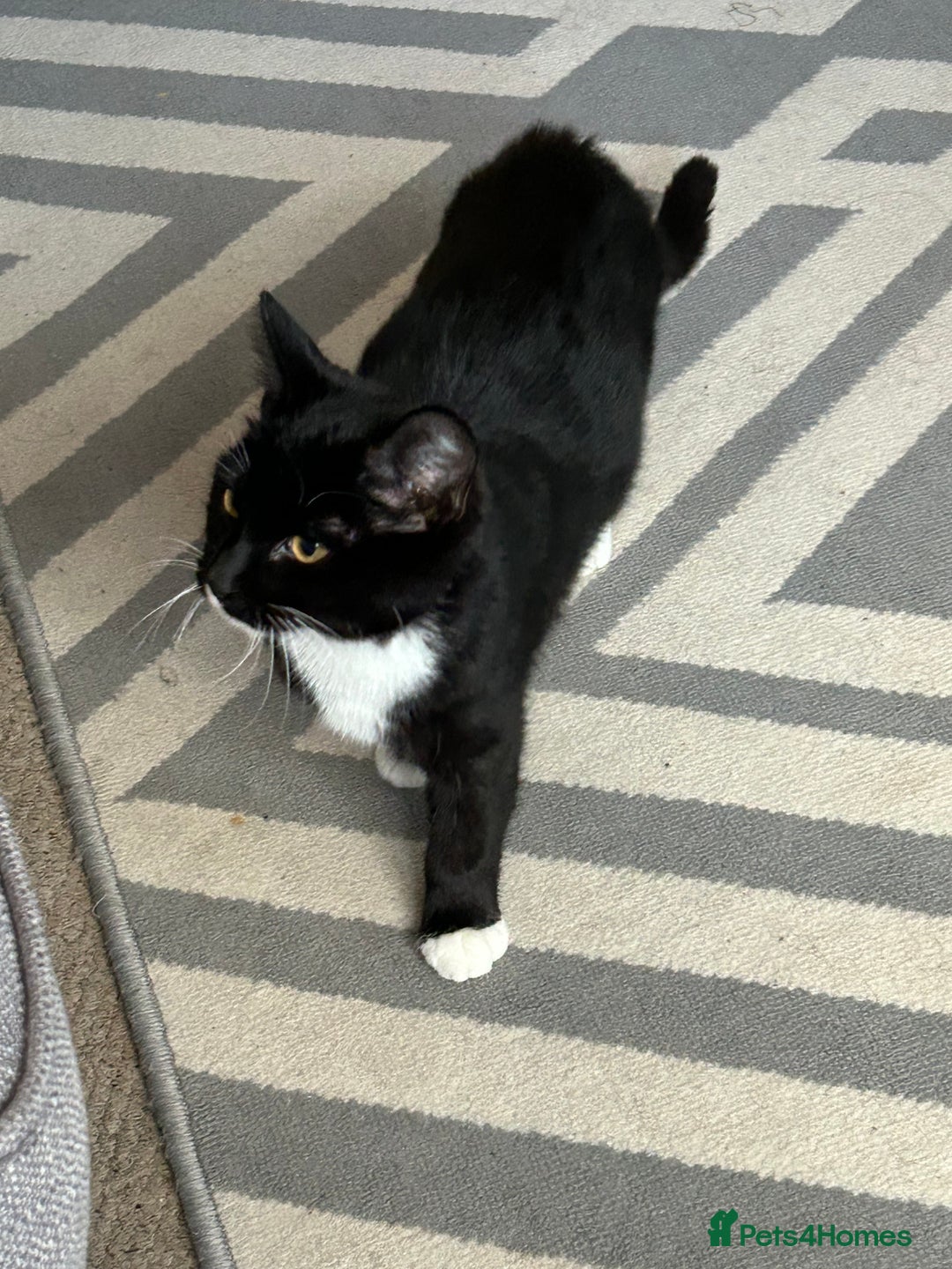 Mixed Breed cats for sale: 2 black and white kittens to go together - Advert 4