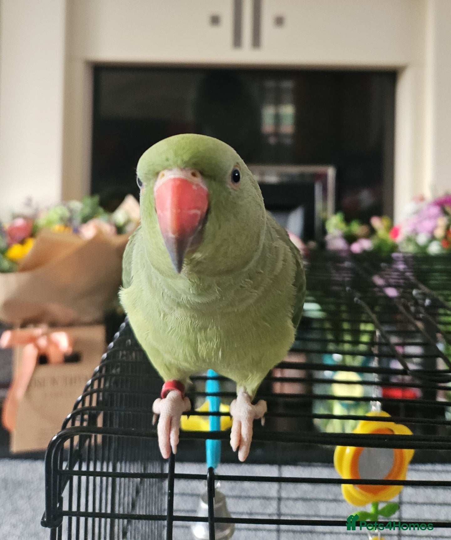 Ringnecks birds Green Indian Ringneck Parrot for rehoming - Advert 1