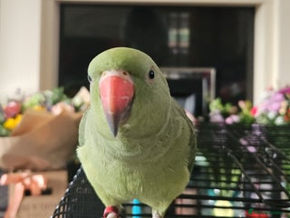 Ringnecks birds Green Indian Ringneck Parrot for rehoming - Advert 4
