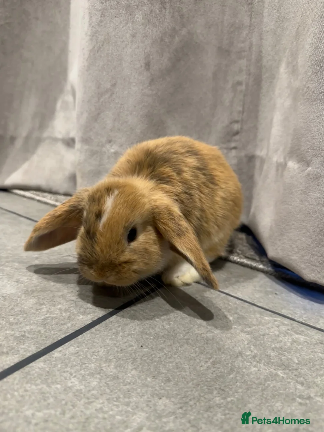 Mini Lop rabbits for sale: 2 mini lops ready to go now - Advert 2