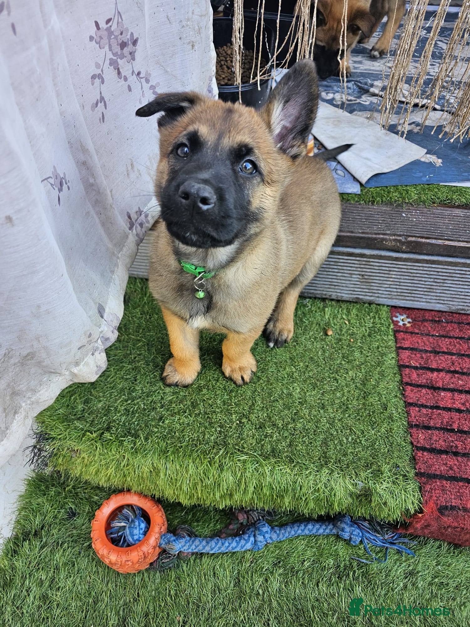 Belgian Shepherd Dog dogs Love ❤️  - Advert 1