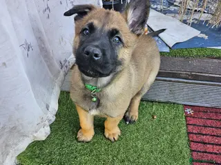 Belgian Shepherd Dog dogs Love ❤️ - Advert 1
