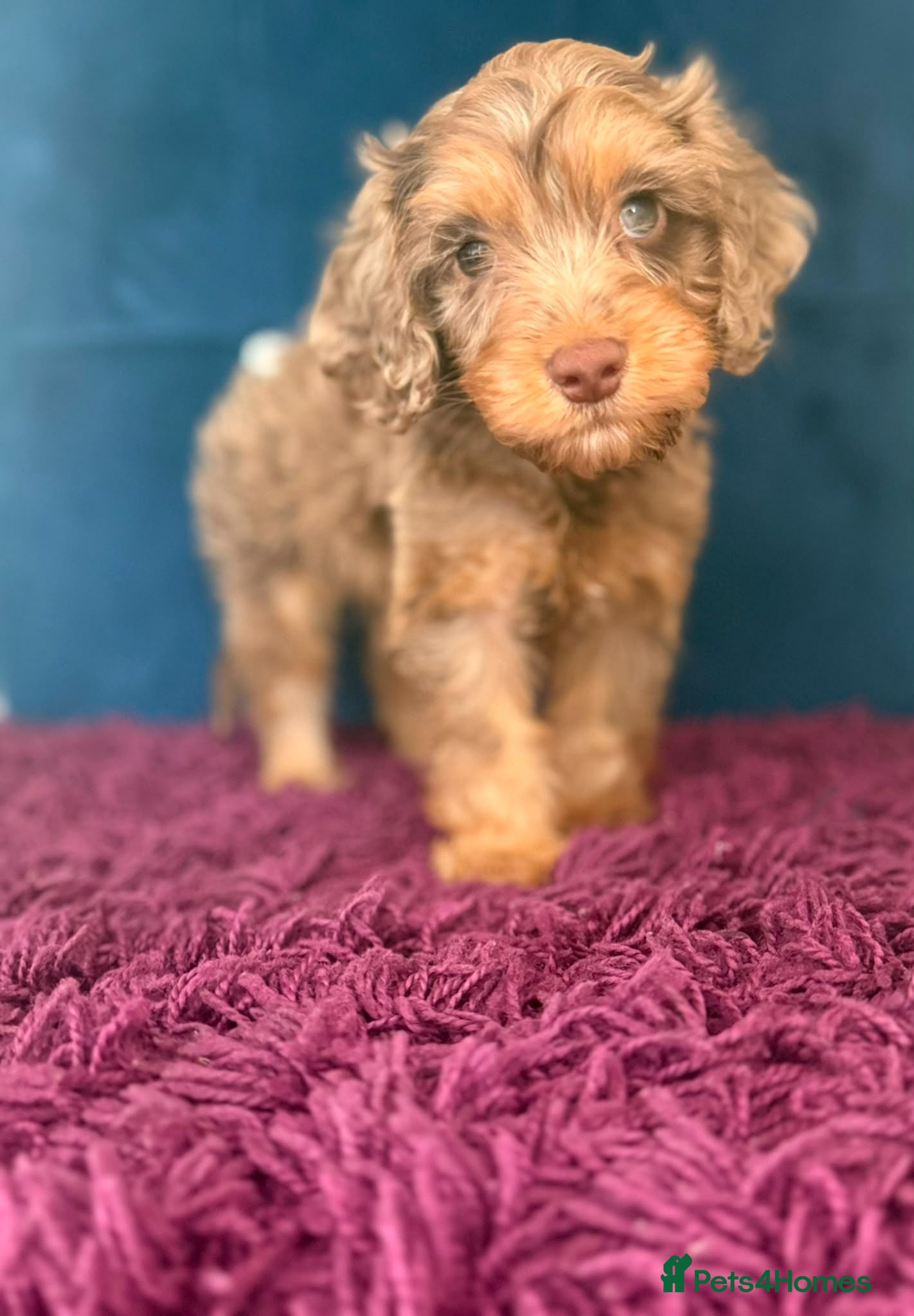 Cockapoo dogs Three beautiful boys  - Advert 13