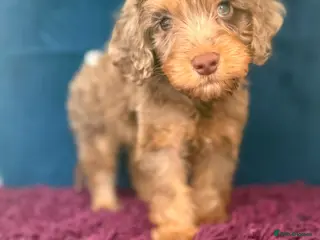 Cockapoo dogs Three beautiful boys - Advert 13